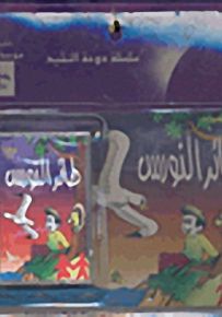 طائر النورس